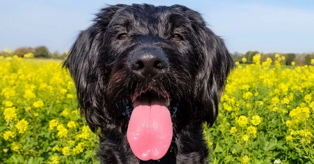 A labradoodle with its tongue out standing in a field of flowers