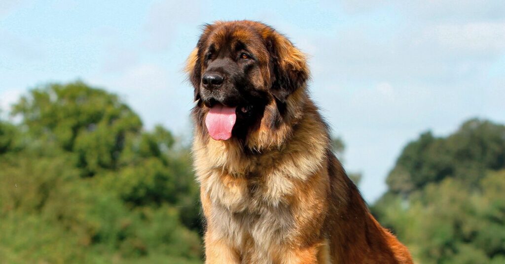 large Leonberger dog sitting outside