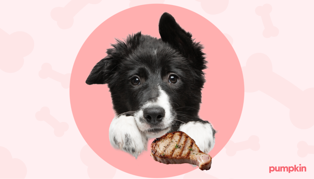 Puppy eating pork