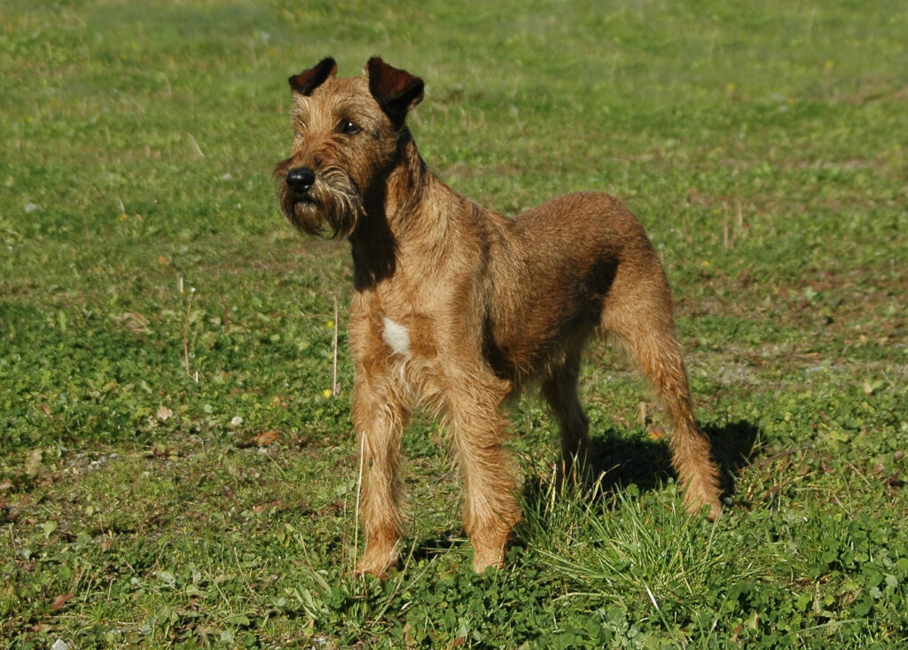 An Irish Terrier on grassy lawn