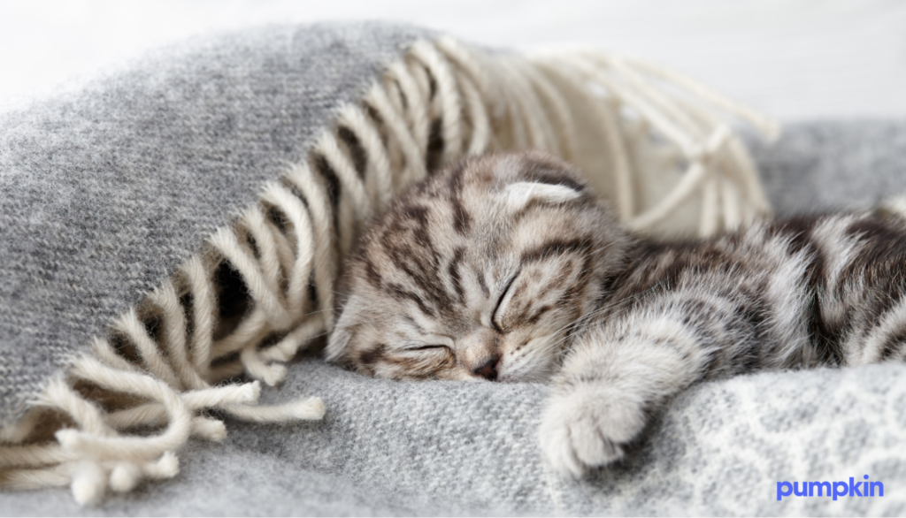 cute kitten sleeping on a soft blanket