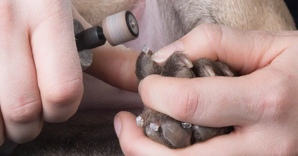 Person Using an Electric Nail File on a Dog