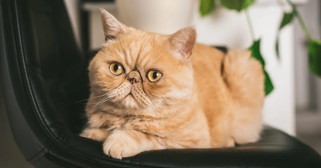 Image of an Exotic Shorthair cat