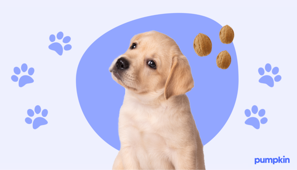 A puppy next to walnuts