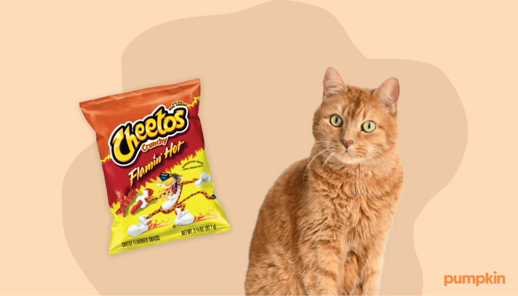 Orange cat surrounded by Flamin' Hot Cheetos bag