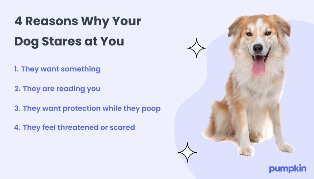 An infographic of reasons why dogs stare at their humans: they want something, they are reading you, they want protection while they poop, or they feel threatened or scared.