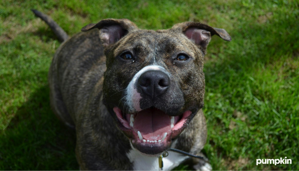 Pitbull smiling in the park