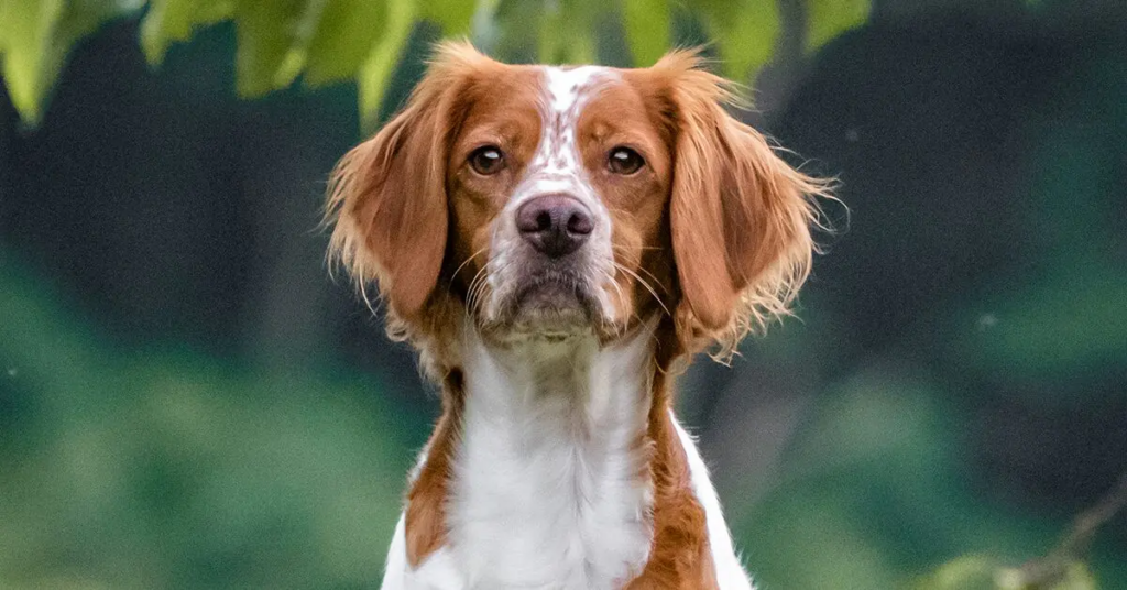 A Brittany dog