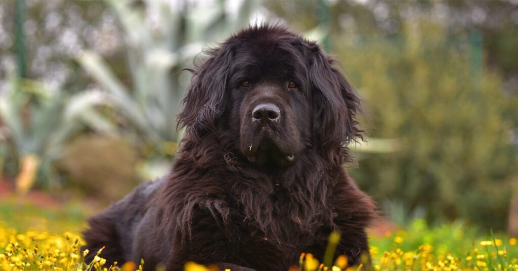 Newfoundland dog in field