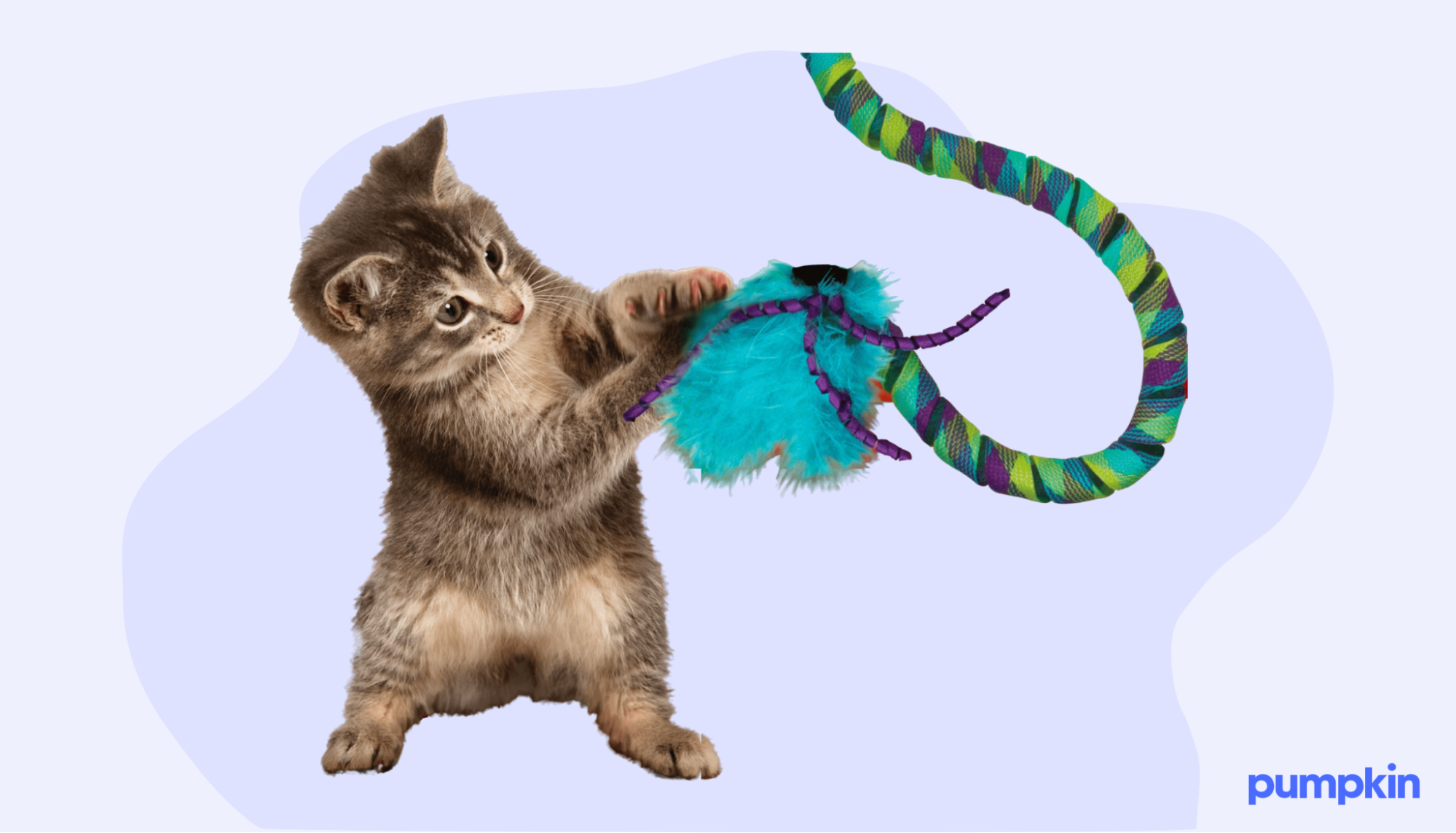 kitten playing with a feathered toy