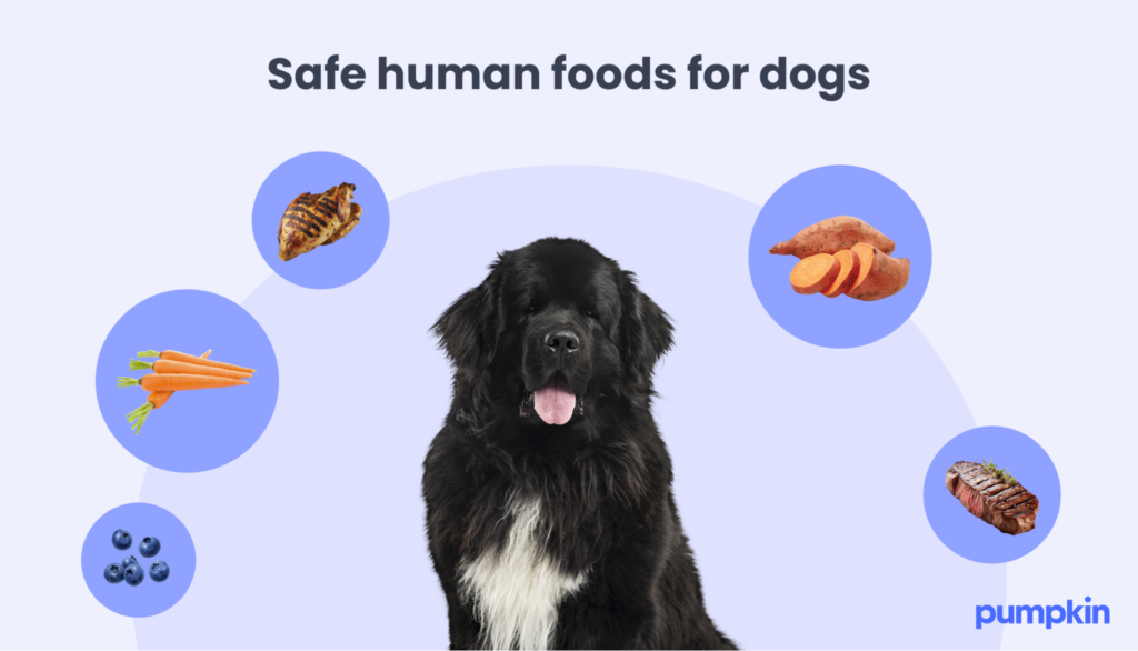 inforgraphic showing Safe pork alternatives for dogs; title reads 'safe human foods for dogs'