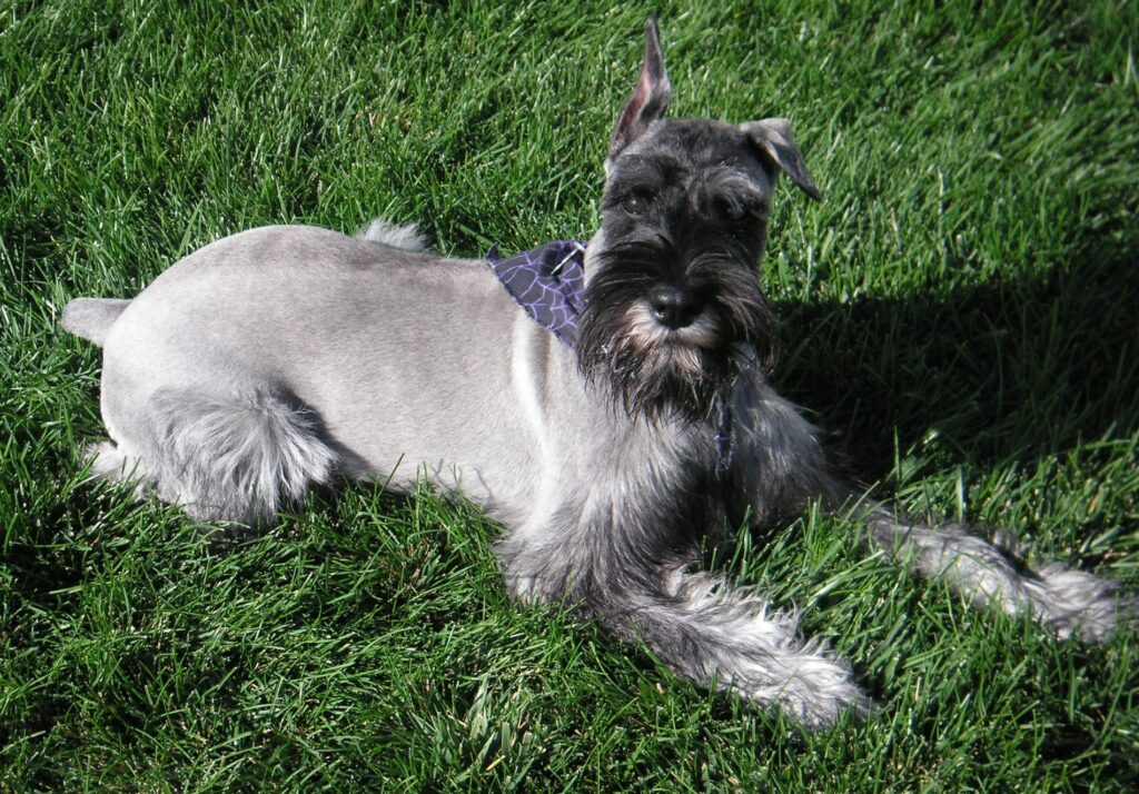 A Standard Schnauzer sitting on grass