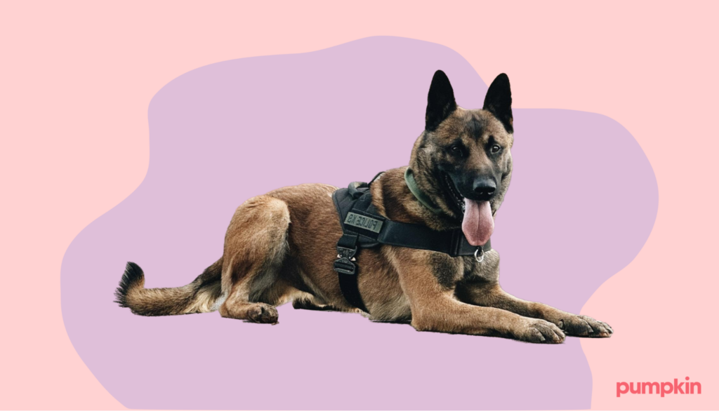 A German Shepherd as a police dog