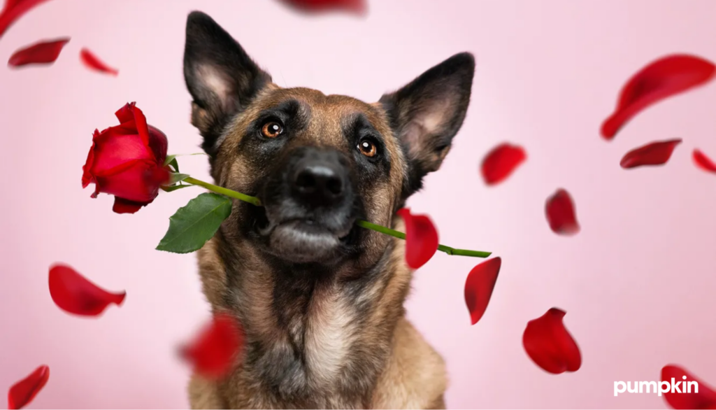 A German Shepherd dog holding a long-stemmed red rose in its mouth