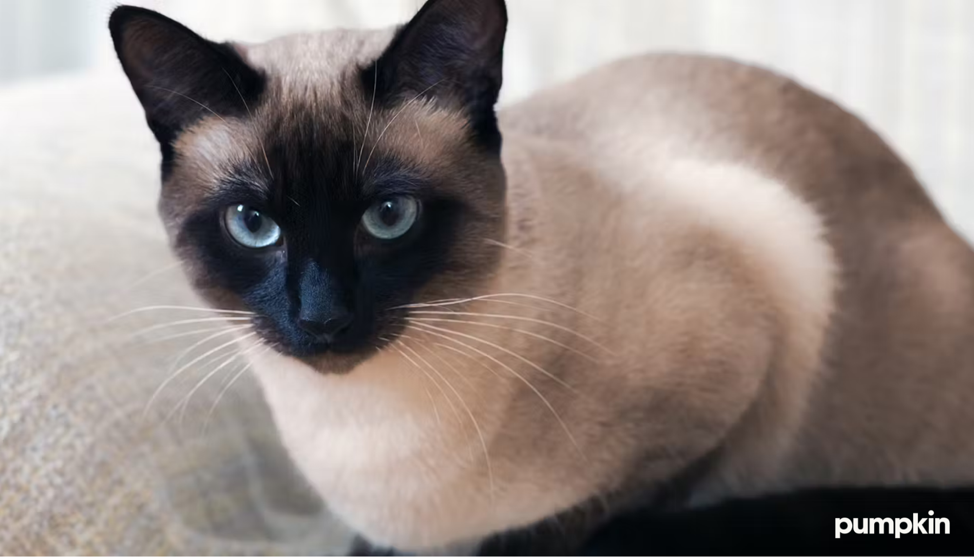 Siamese cat sitting on the sofa