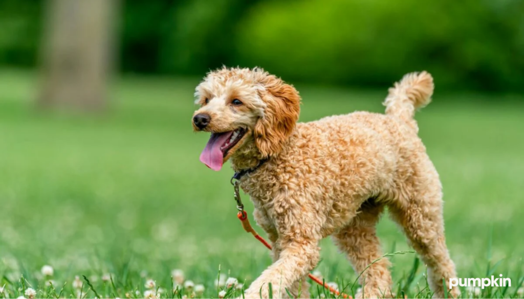 Poodle running in the grass