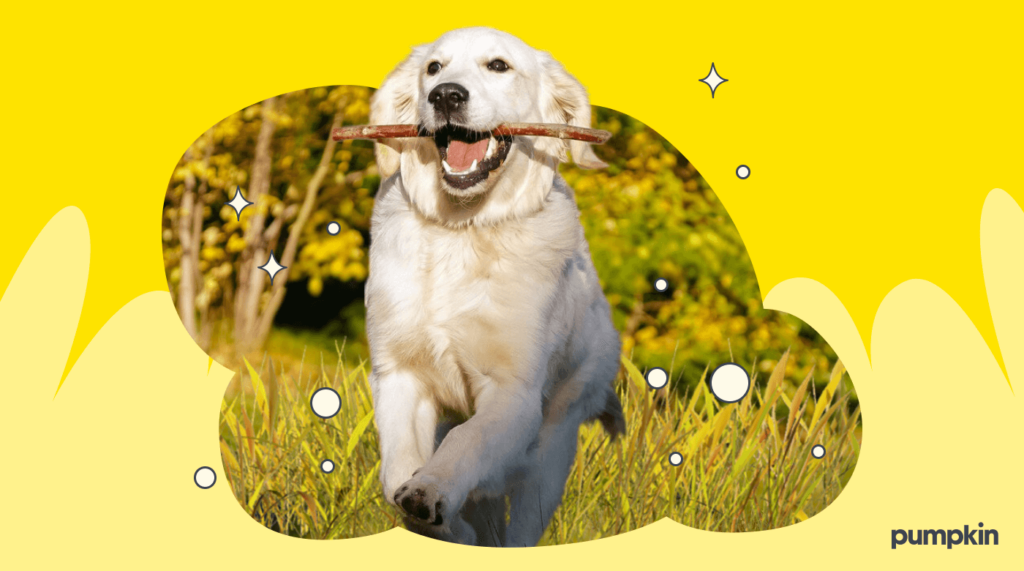 Dog running through grass with a stick in its mouth