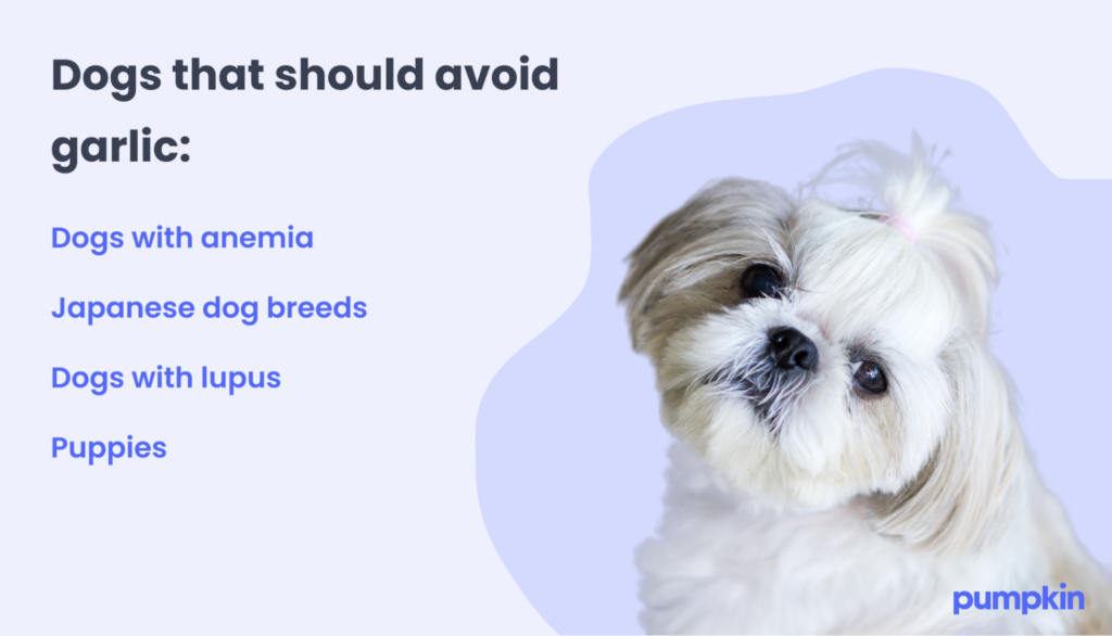 An infographic with the types of dogs that should especially avoid garlic