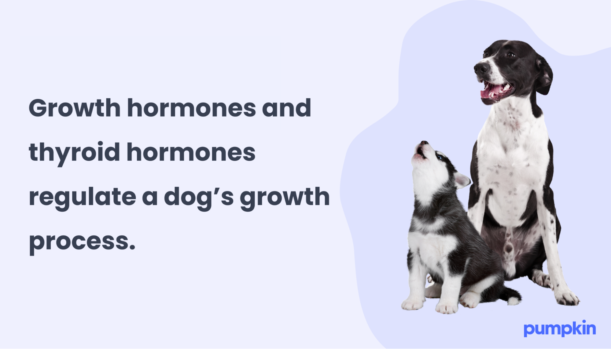 Infographic showing puppy and adult dog; text reads 'Growth hormones and thyroid hormones regulate a dog's growth process.'