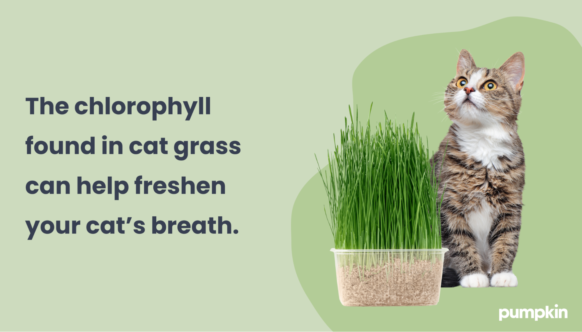 Infographic of the nutritional benefits of cat grass; text reads 'The chlorophyll found in cat grass can help freshen. your cat's breath'