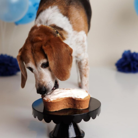 Dog eating a bone shaped cake