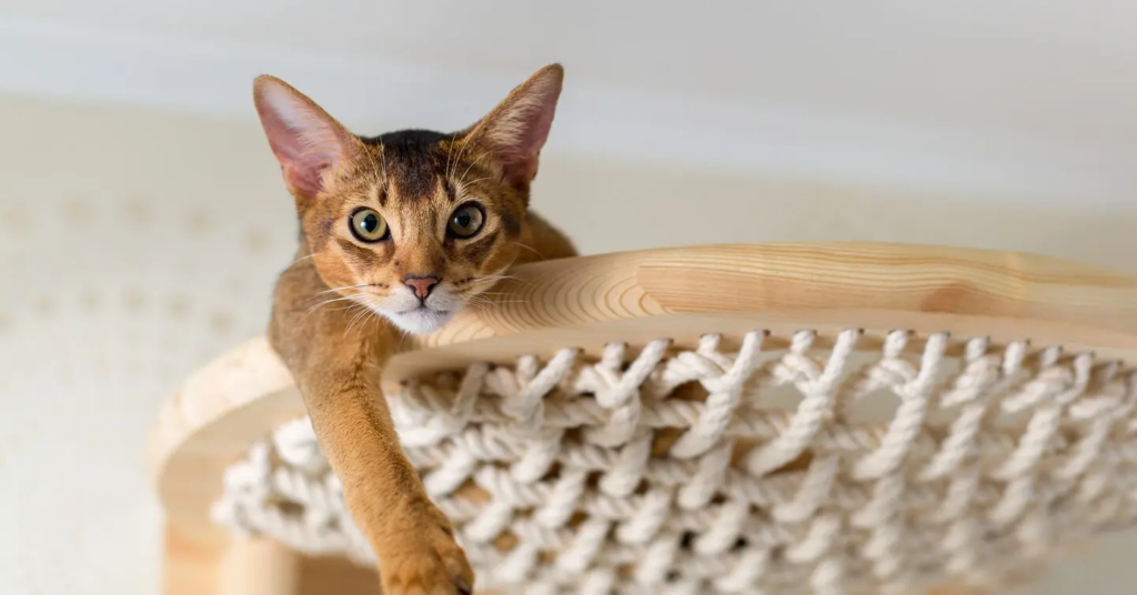 Image of an Abyssinian cat