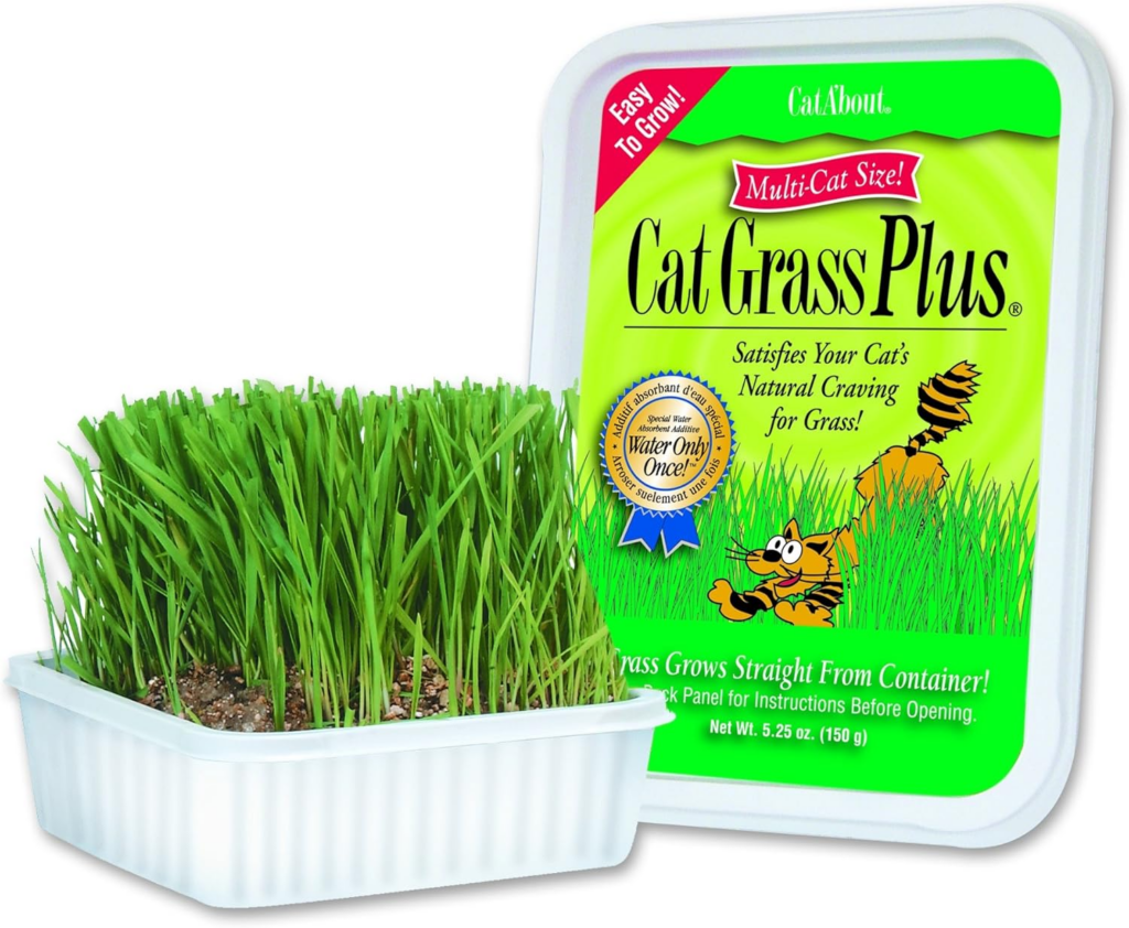 cat grass plus container and lid with fresh grass