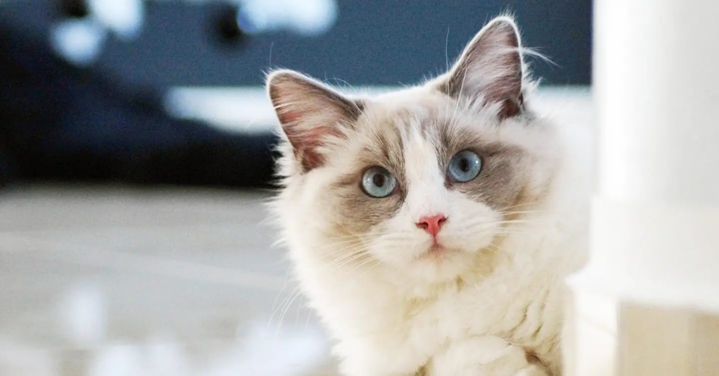 Image of a Ragdoll cat