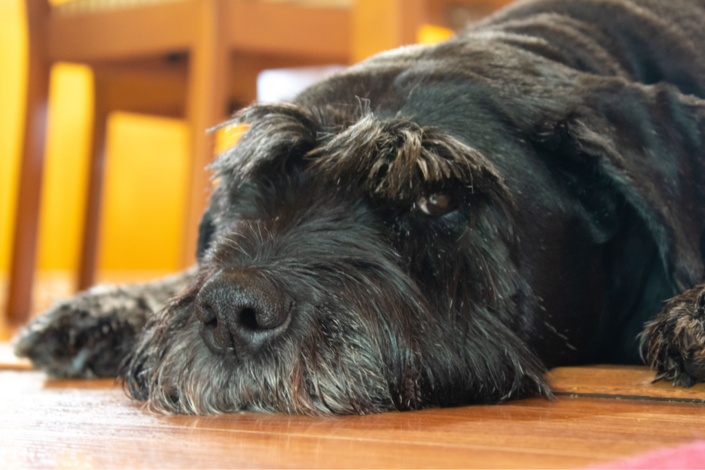 Giant Schnauzer resting on kitchen floor