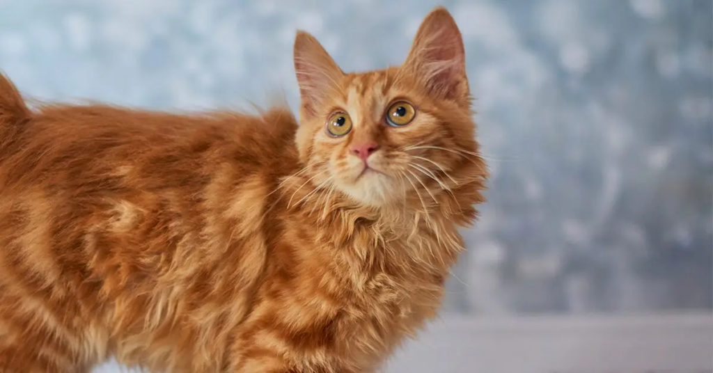 Image of an American Bobtail cat