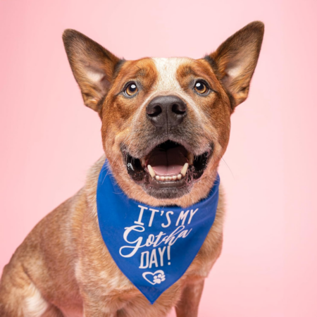 Gotcha Day bandanas for pets