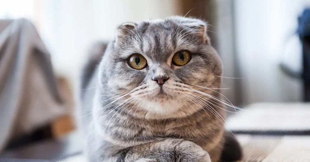 Image of a Scottish Fold cat