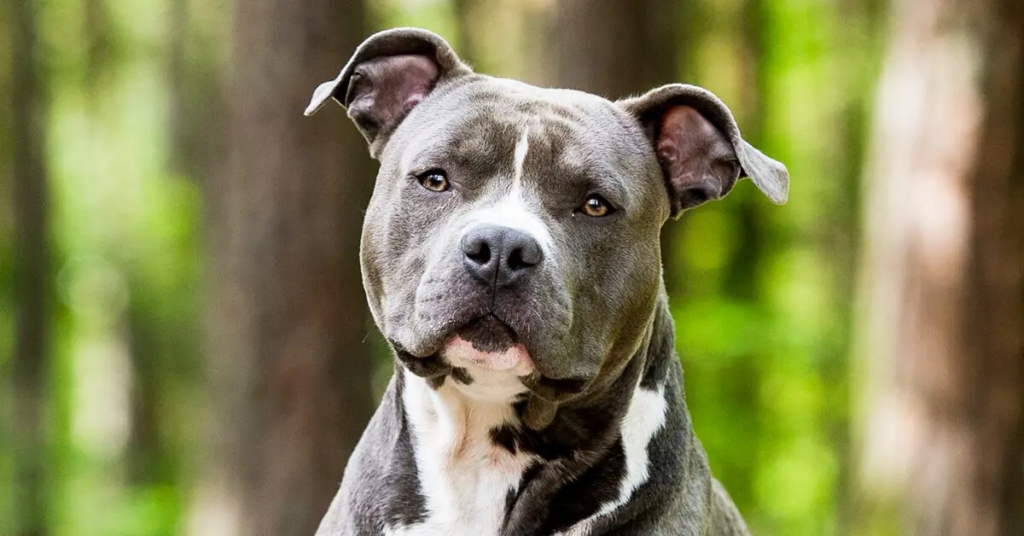 An American Staffordshire Terrier