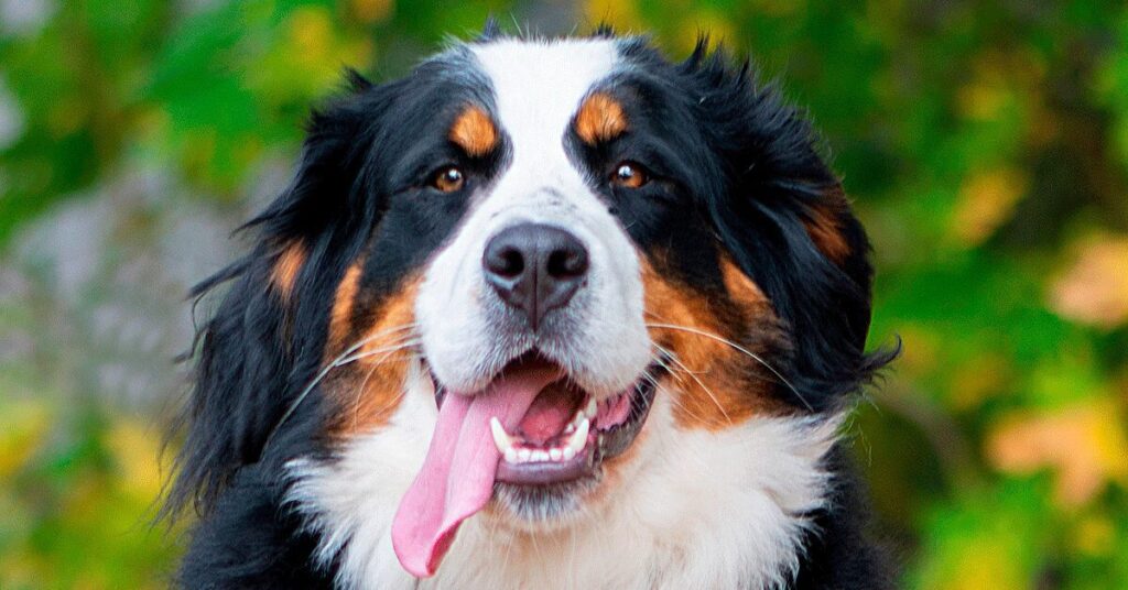 Bernese mountain dog with its tongue out