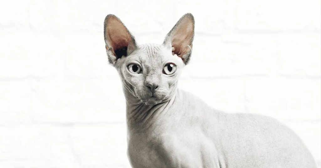 Image of a grey Sphynx cat