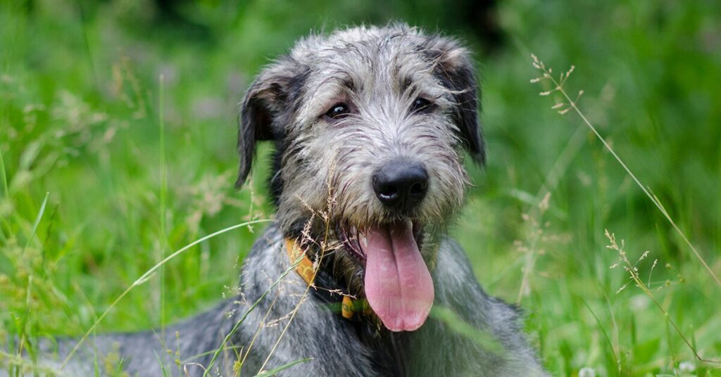 Irish Wolfhound dog sitting in grassy field