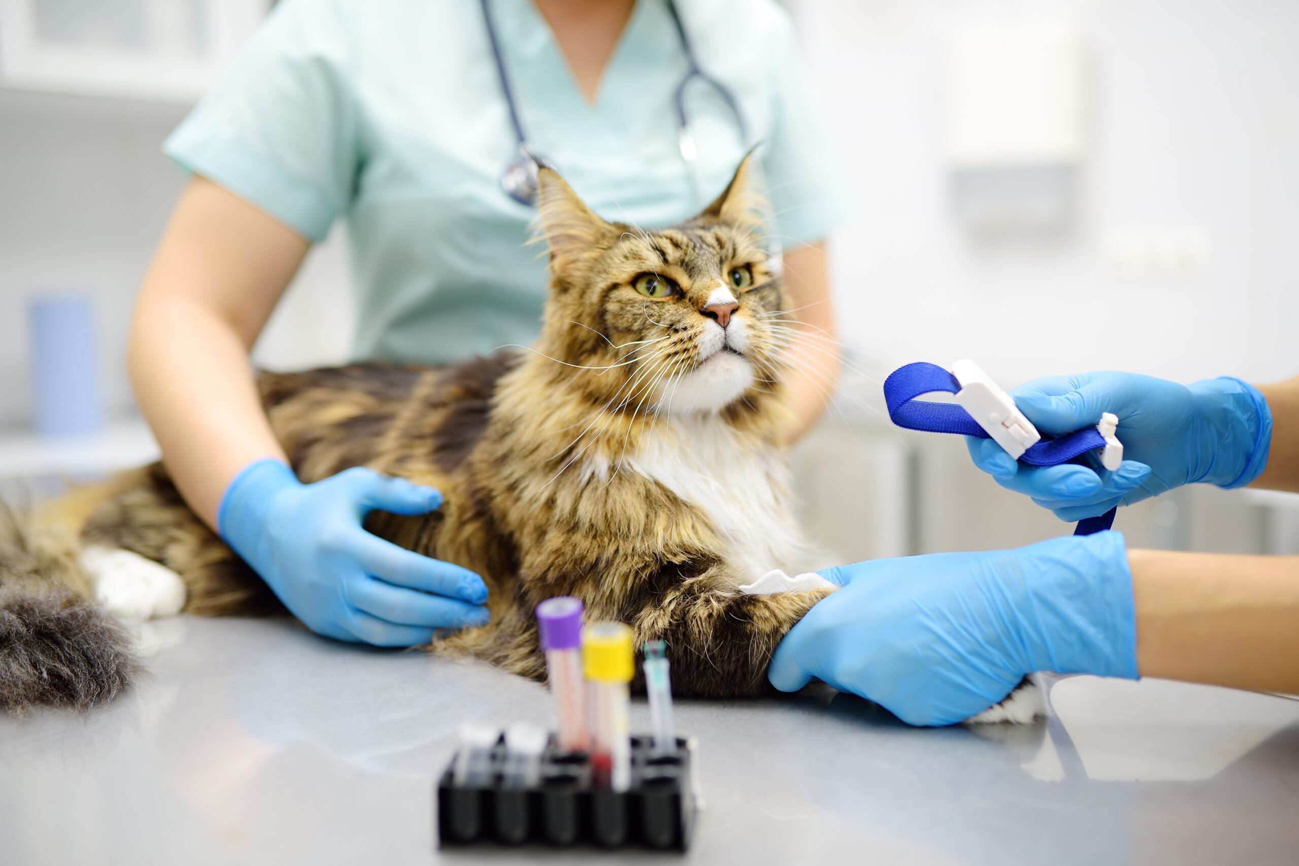 long-haired cat gets a blood test from two veterinary staff