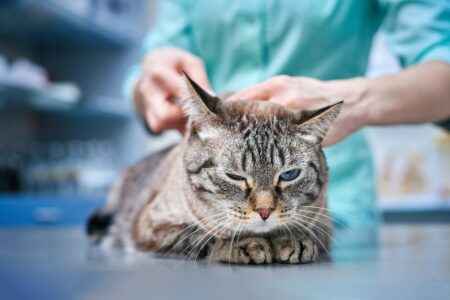 vet administers vaccine to grey tabby cat