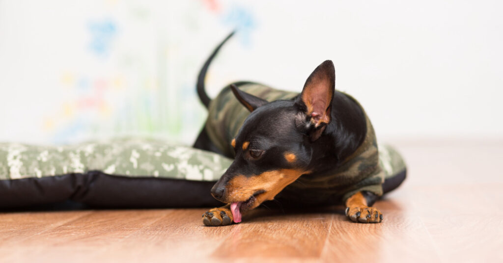 a small black and brown dog in a sweater licks its paw