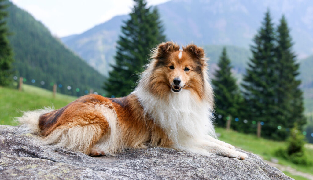 A fluffy collie posing outside in the mountains