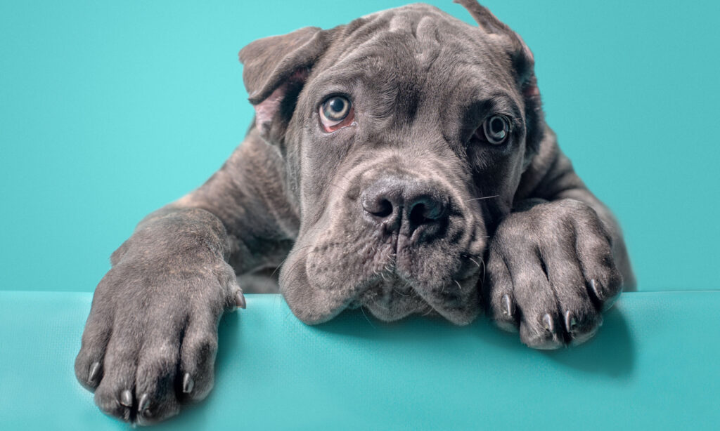 a close up portrait of a cane corso dog and its paws