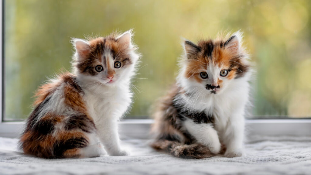 two adorable calico kittens on a windowsill