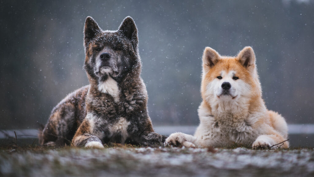 Two Akita dogs in snowy landscape