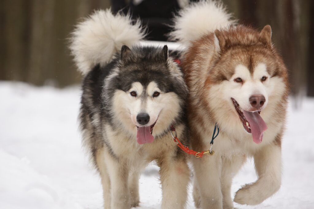 Two Alaskan Malamute sled dogs in the snow