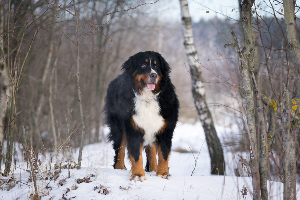 Bernese Mountain Dog in the snowy woods