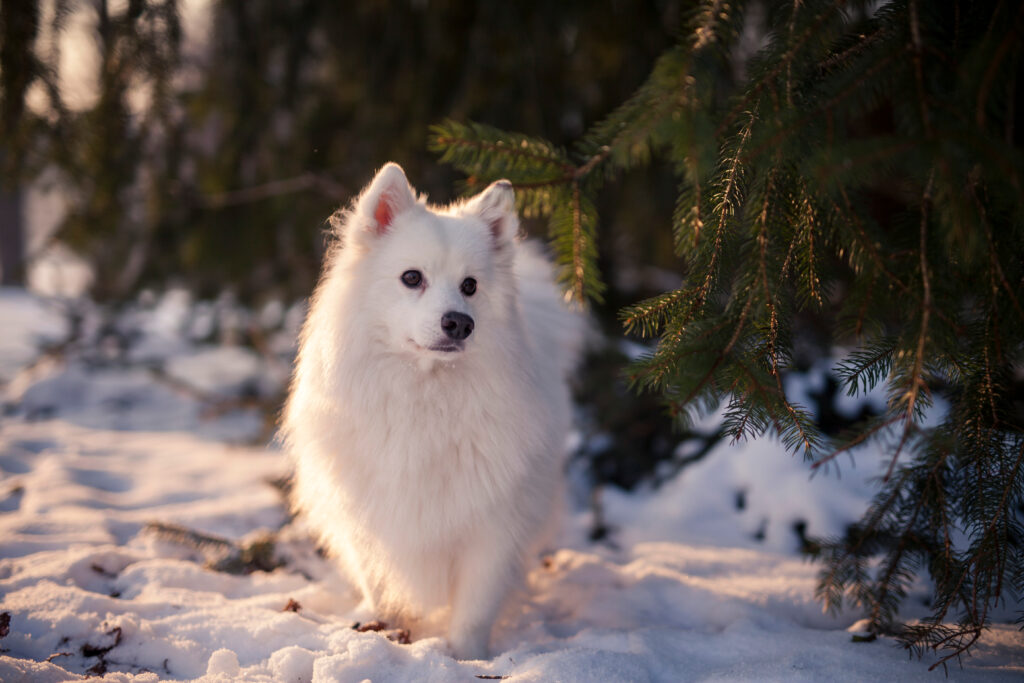 American Eskimo Dog in the snow