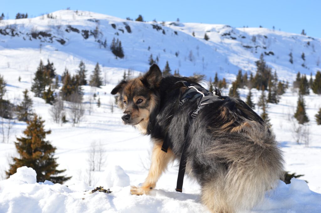 Finnish Lapphund dog wearing harness in the snow