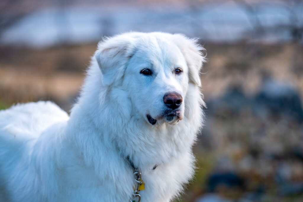 Great Pyrenees outdoors