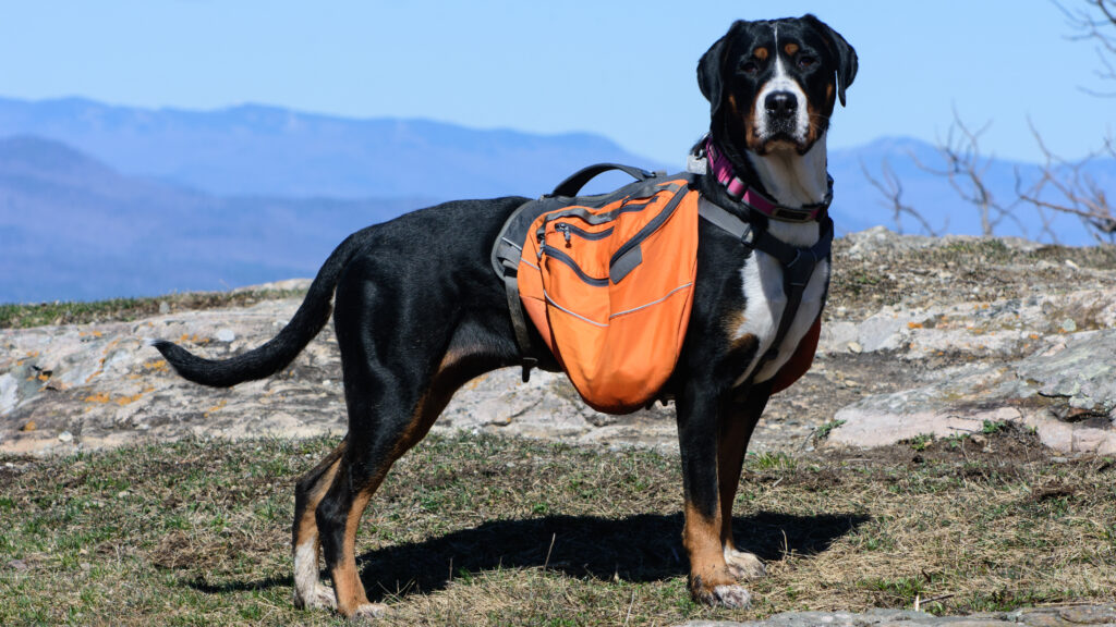 Greater Swiss Mountain Dog atop a mountain carrying a bag