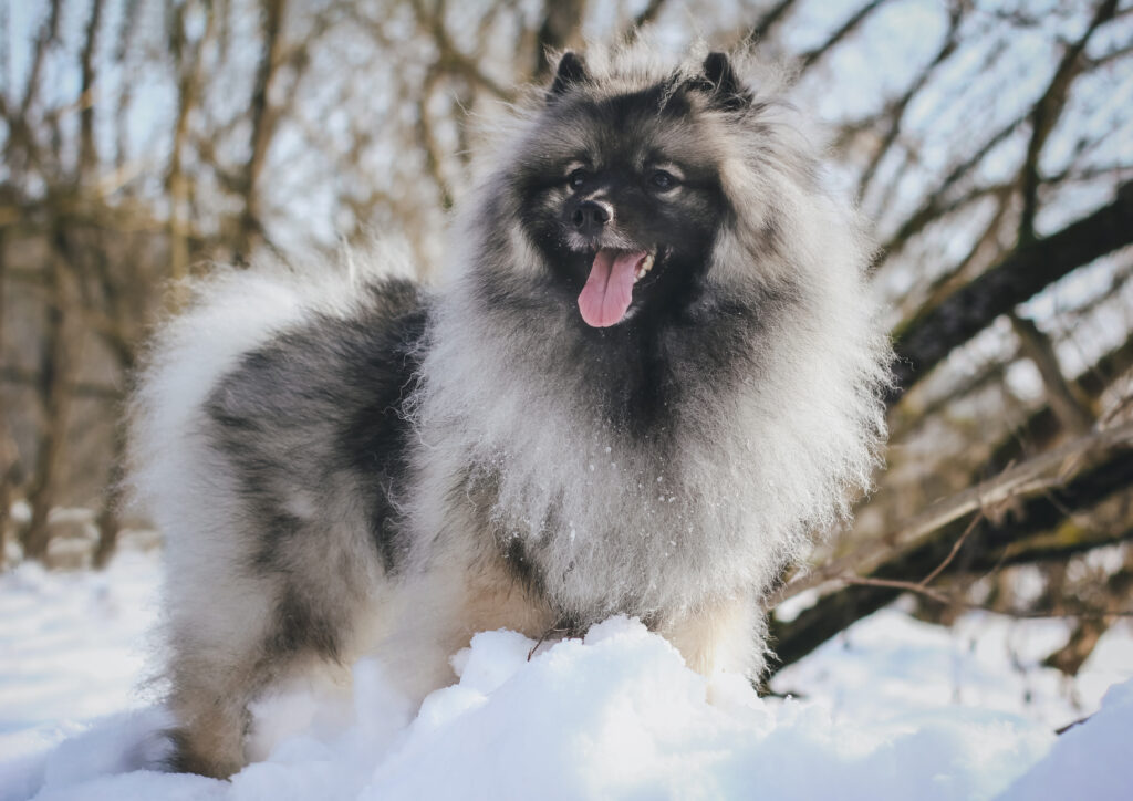 Keeshond dog with tongue out